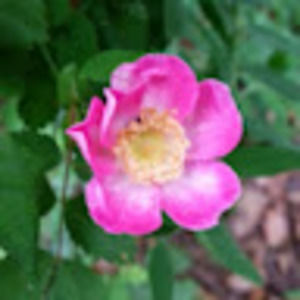 Meet your Posher, Yvonne